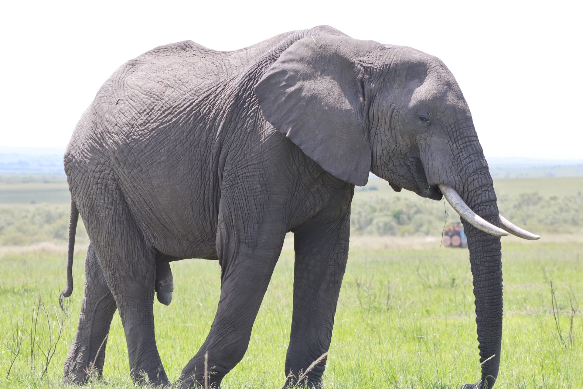 6-Day Lake Nakuru, Masai Mara, Lake Naivasha & Amboseli Safari - Gallery 1