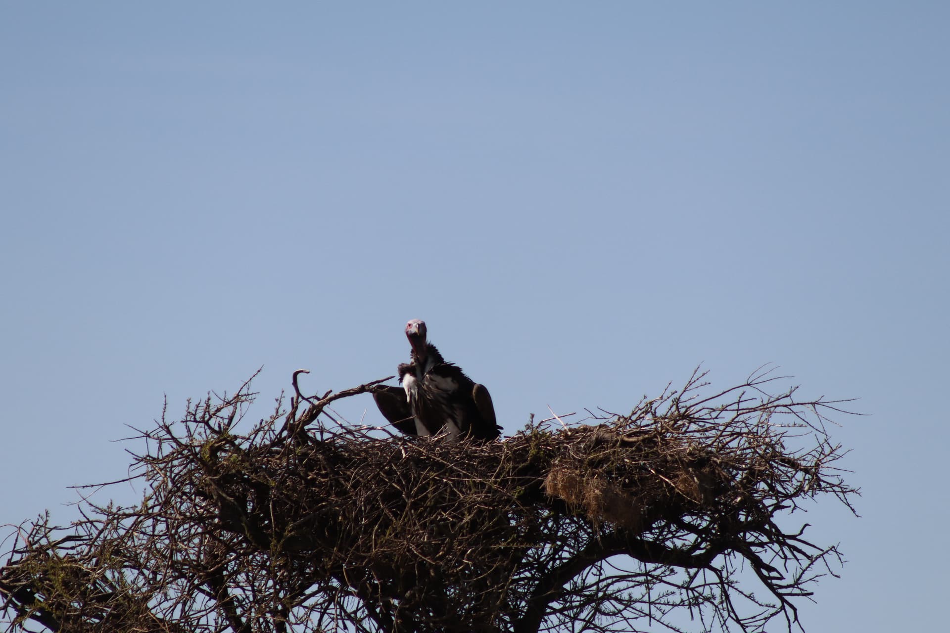 1-Day Nairobi National Park Day Trip (Safari Van) - Gallery 1