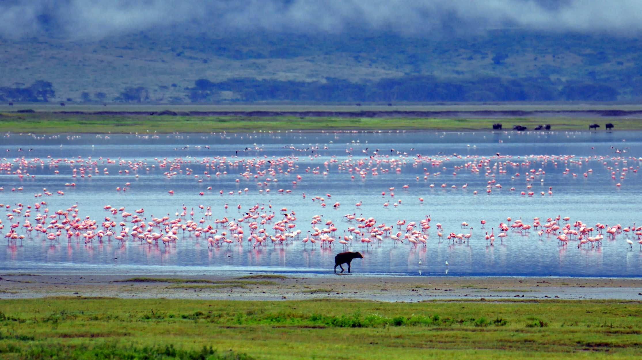 5-Day Wildlife Safari & Cultural experience Through city tour - Gallery 1