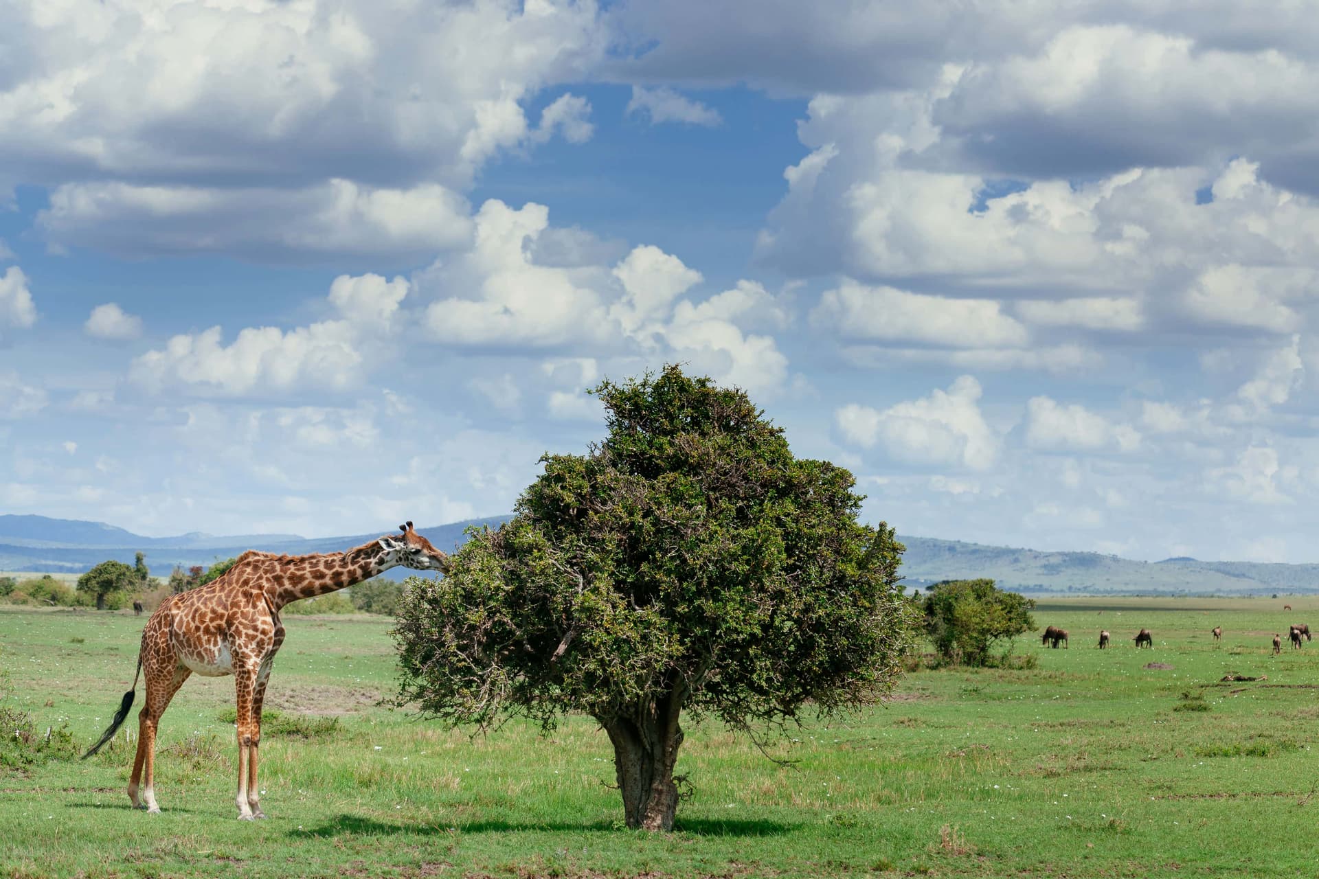 5-Day Wildlife Safari & Cultural experience Through city tour - Gallery 3