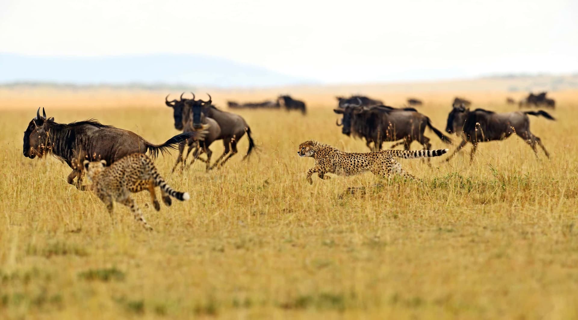 5-Day Wildlife Safari & Cultural experience Through city tour - Gallery 4